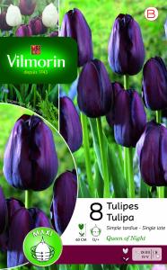 Tulipe Queen of night (x8)